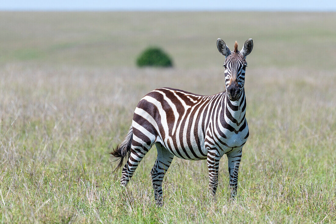 Afrika, Kenia, Masai Mara National Reserve. Nahaufnahme eines einsamen Zebras
