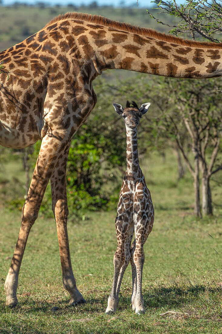 Kenia, Schutzgebiet Masai Mara. Mutter und neugeborene Giraffennahaufnahme.