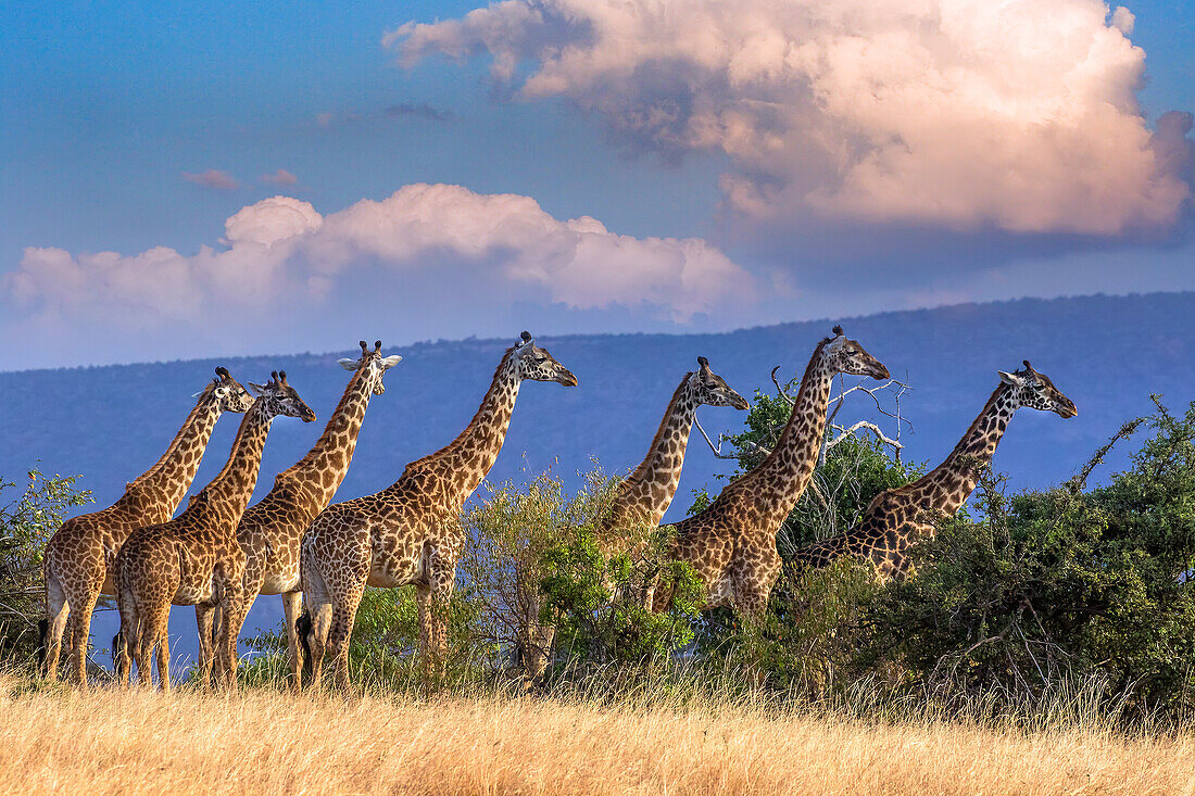 Kenia, Schutzgebiet Masai Mara. Gruppe von erwachsenen Giraffen.