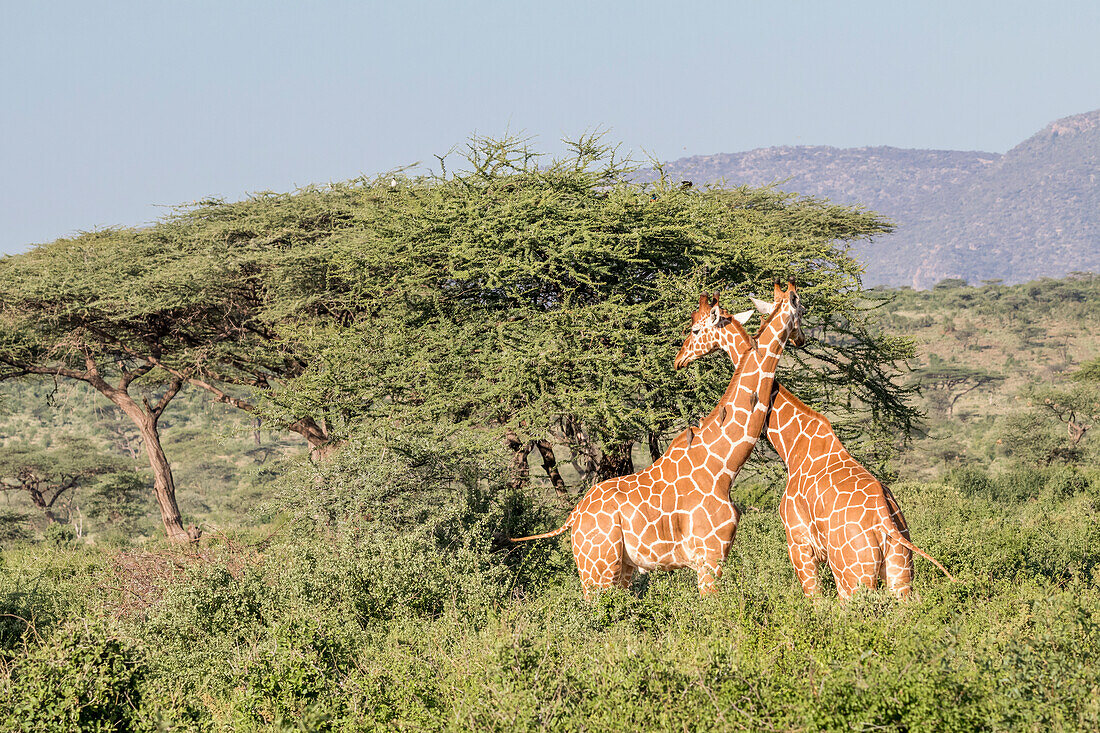 Afrika, Kenia, Samburu Nationalpark, Netzgiraffen (Giraffa Camelopardalis Reticulata). Bei Sonnenuntergang.