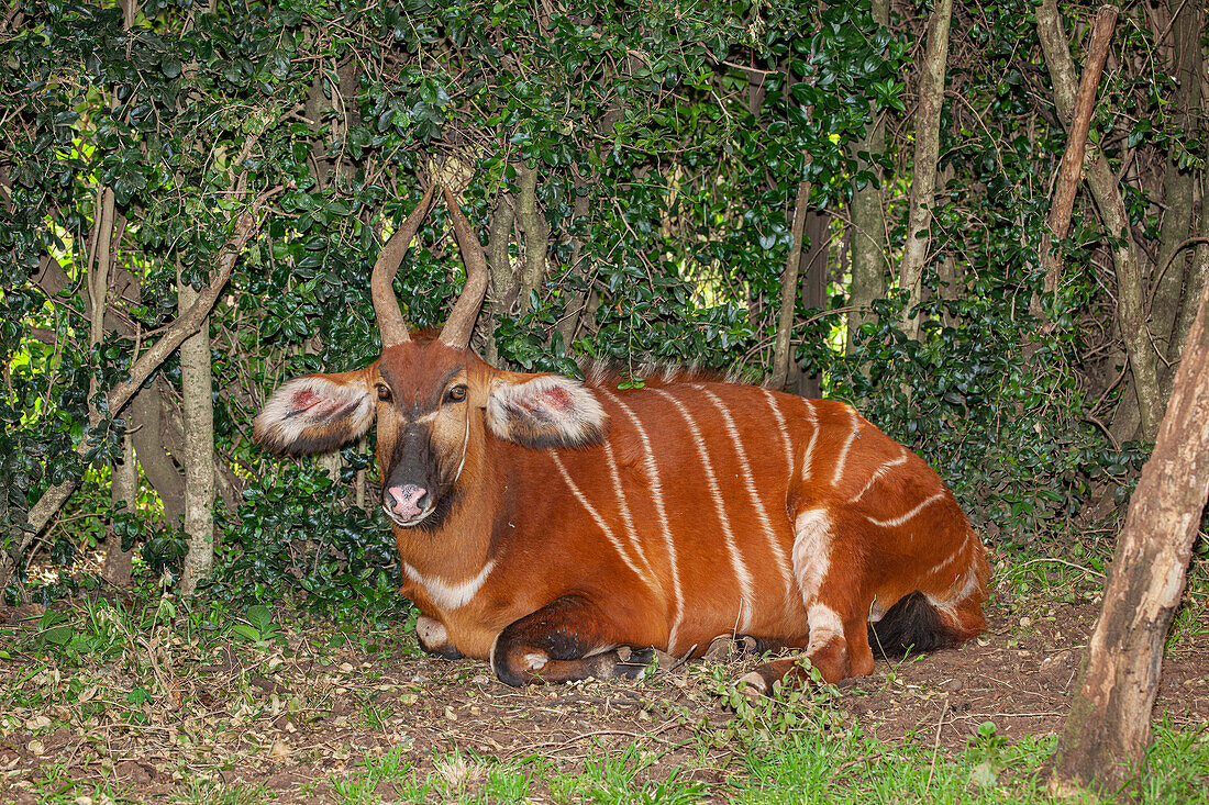 Ein vom Aussterben bedrohter afrikanischer Bongo.