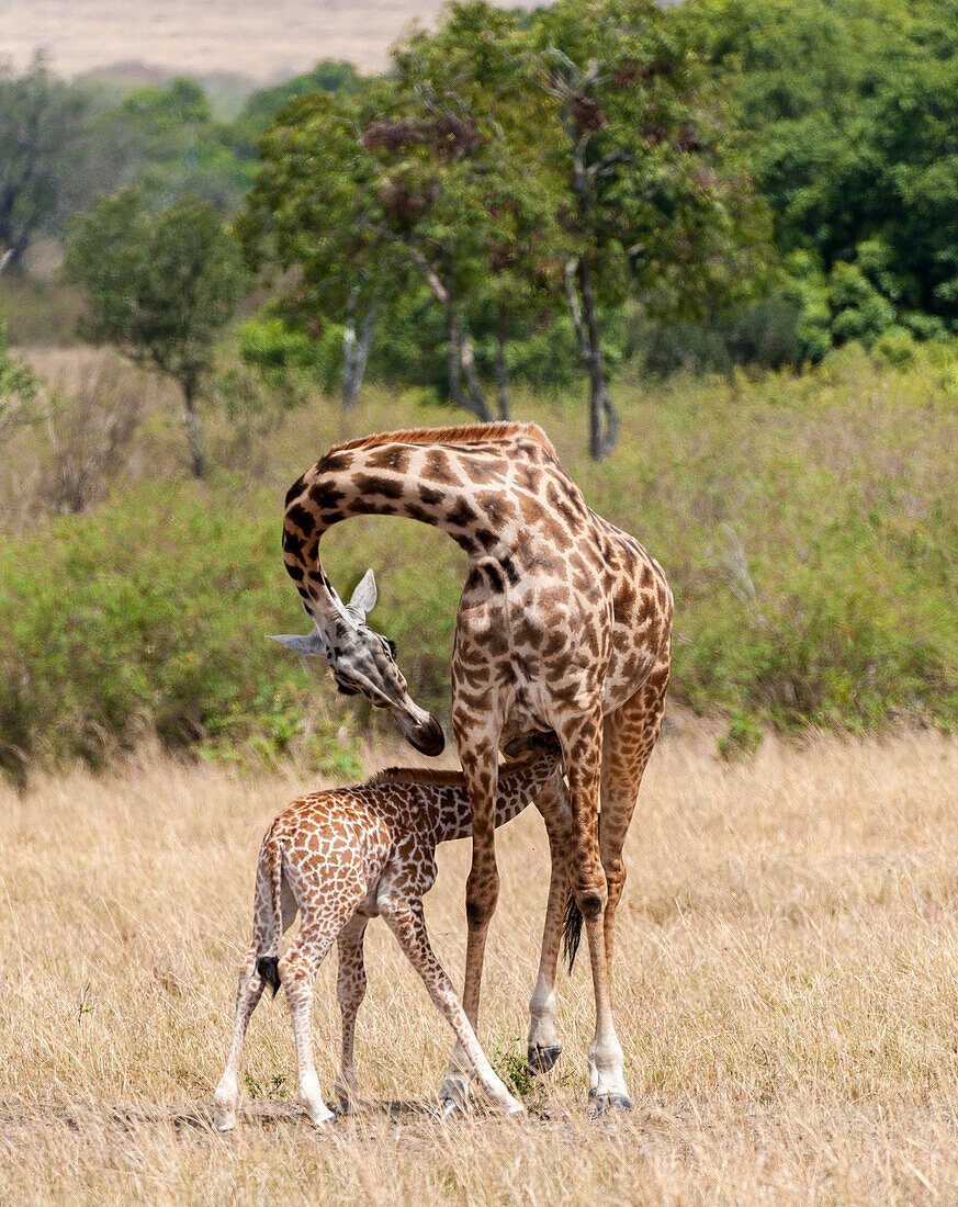 Kenia, Giraffe, Mutter, Babyfütterung