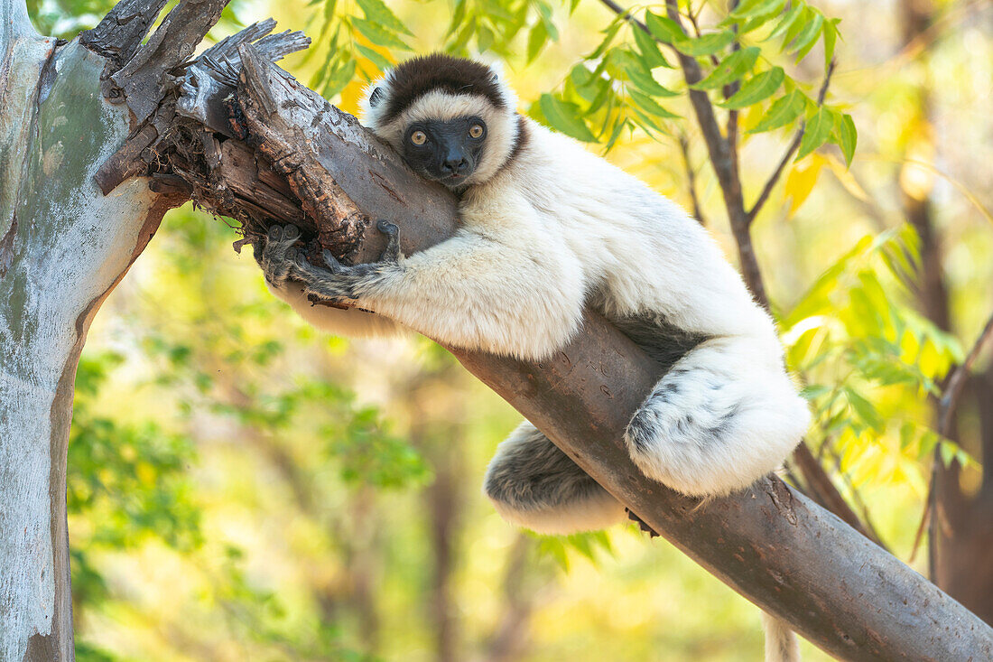 Afrika, Madagaskar, Anosy, Berenty Reserve. Ein Verreaux-Sifaka umarmt einen Baum, weil es kühler als die Außentemperatur ist.