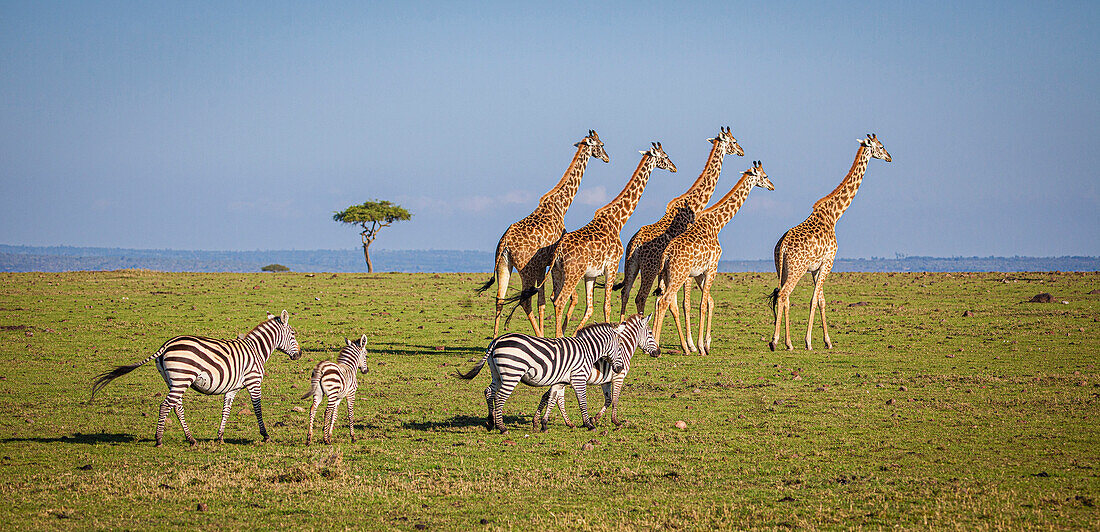 Massai-Giraffen wandern durch die Masai Mara-Ebene. Kenia.