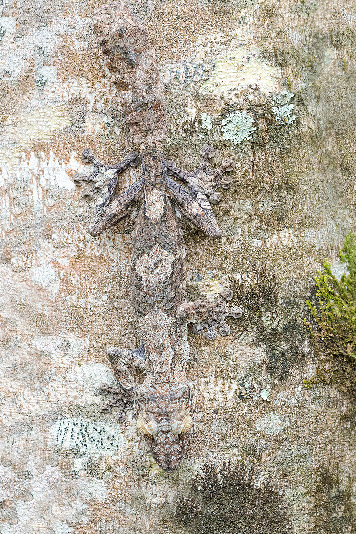 Africa, Madagascar, Marozevo, Peyrieras Reptile Reserve. A mossy leaf-tailed gecko showing its ability to blend into its environment.