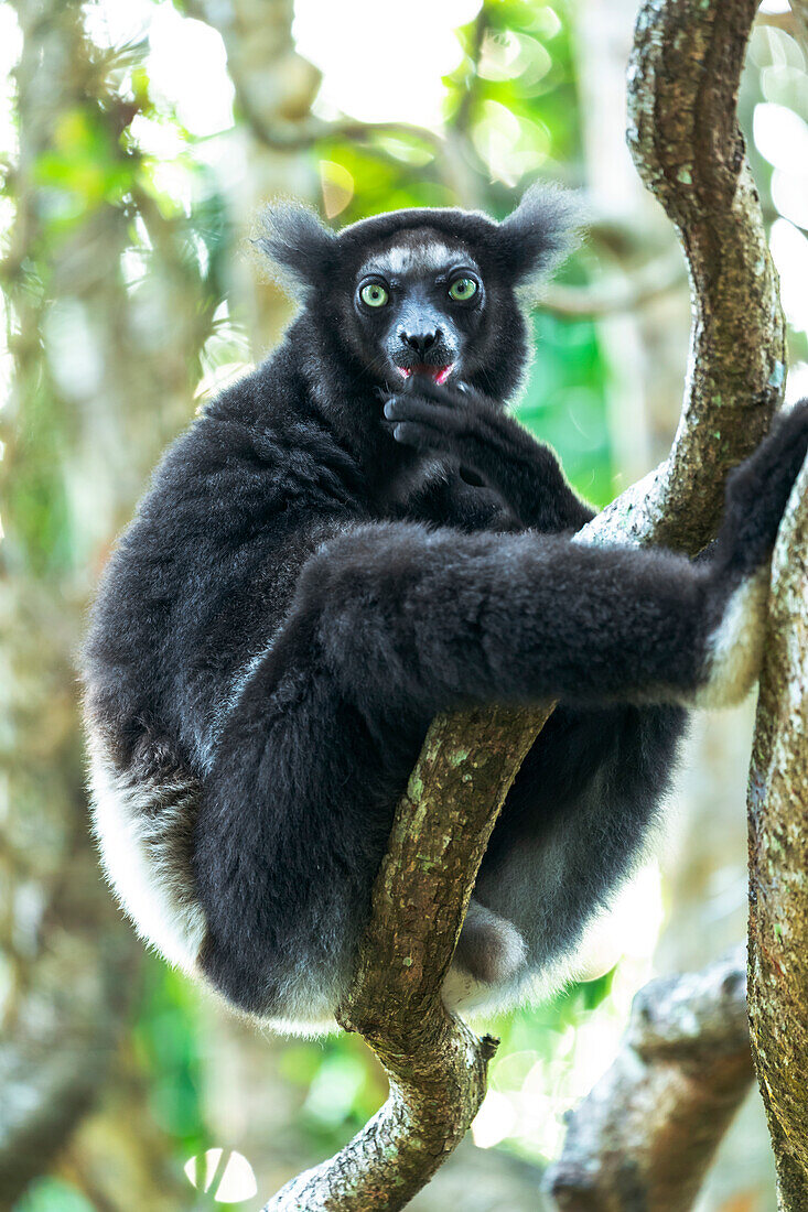 Afrika, Madagaskar, Lake Ampitabe, Akanin'ny Nofy Reserve. Indri, der größte Lemur, der auf einer sich windenden Ranke sitzt. Diese Person hat ein dunkleres Fell als manche.