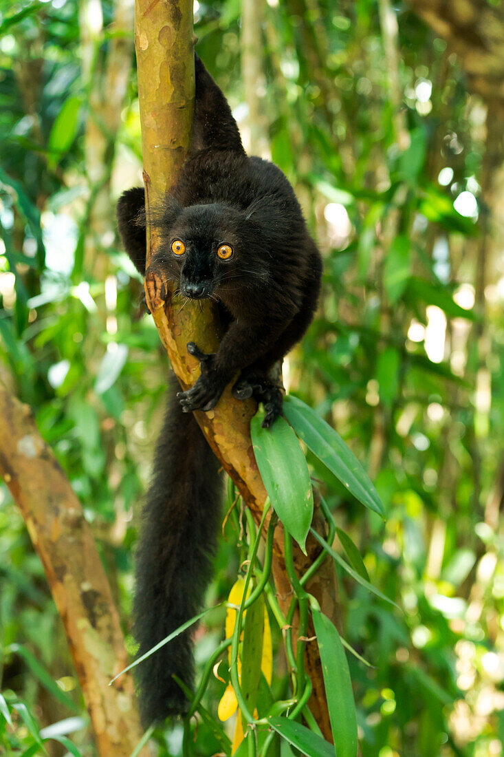 Afrika, Madagaskar, Lake Ampitabe, Akanin'ny Nofy Reserve. Männlicher schwarzer Lemur mit leuchtend orangefarbenen Augen.