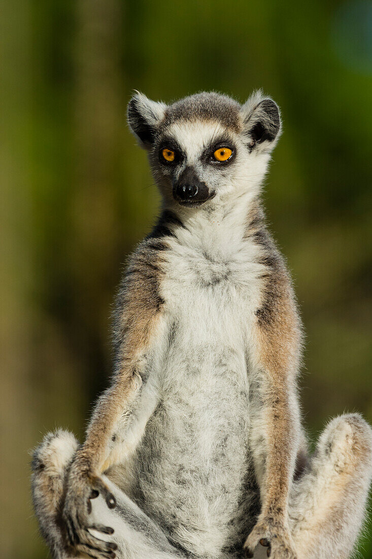 Madagascar, Berenty, Berenty Reserve. Ring-tailed lemur.