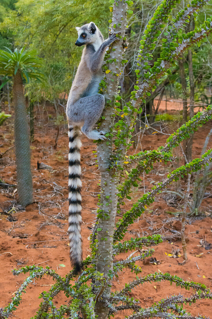 Madagaskar, Berenty, Berenty-Reservat. Ringschwanzmaki frisst Blätter von einem Alluaudia-procera-Baum und achtet dabei auf die scharfen Stacheln.