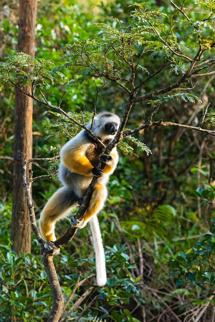 Madagascar, Andasibe, Vakona Lodge, Lemur Island. Diademed sifaka (Propithecus diadema) in a tree.