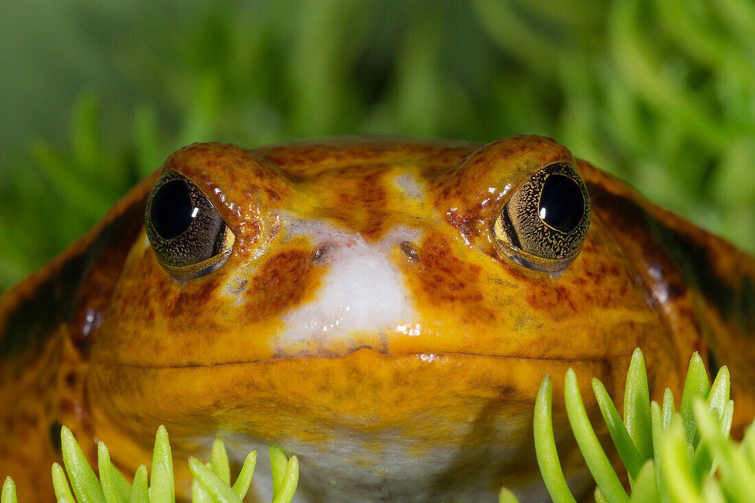 Tomatenfrosch, Tomatenfrosch aus Madagaskar, Crapaud rouge de Madagascar, Dyscophus antongilii, kontrollierte Bedingungen