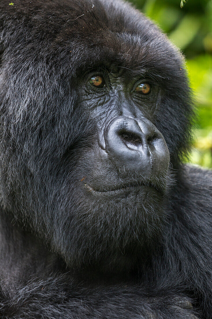 Afrika, Ruanda, Volcanoes National Park, Nahaufnahme eines erwachsenen männlichen Berggorillas (Gorilla beringei beringei) im Regenwald in den Virunga-Bergen