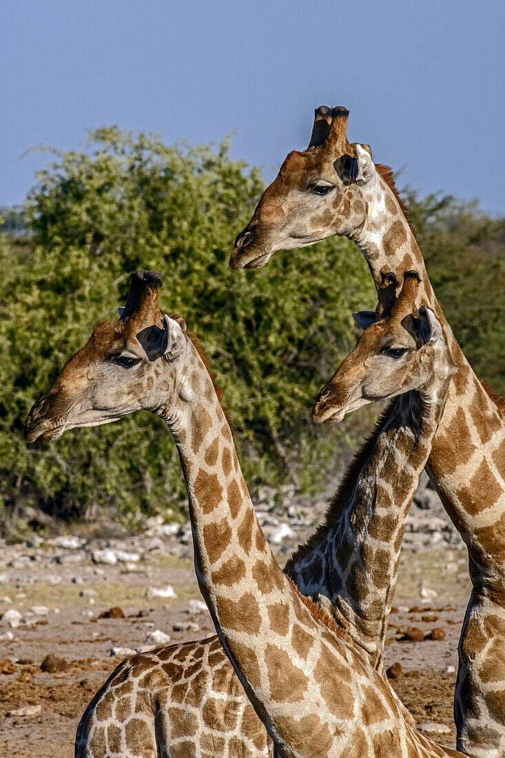 Etosha Nationalpark, Namibia, Afrika. Drei angolanische Giraffe.