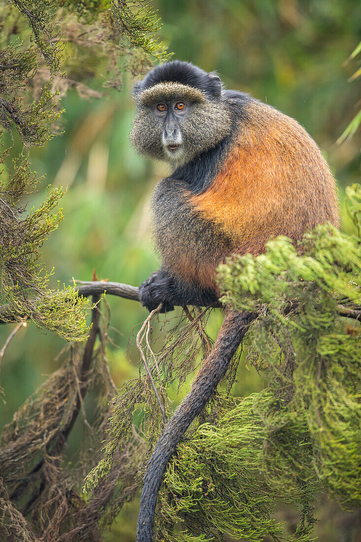 Africa, Rwanda, Volcanoes National Park, Golden Monkey (Cercopithecus kandti) on tree branch in rainforest in Virunga Mountains