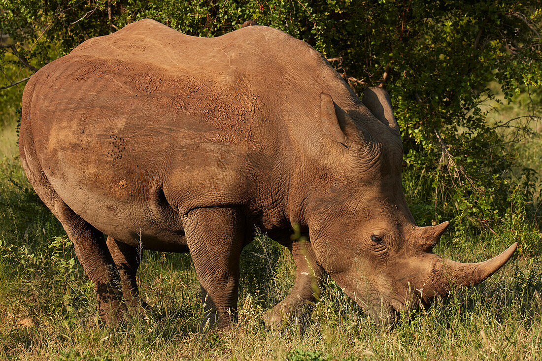 Südliches Breitmaulnashorn (Ceratotherium Simum Simum), Krüger Nationalpark, Südafrika