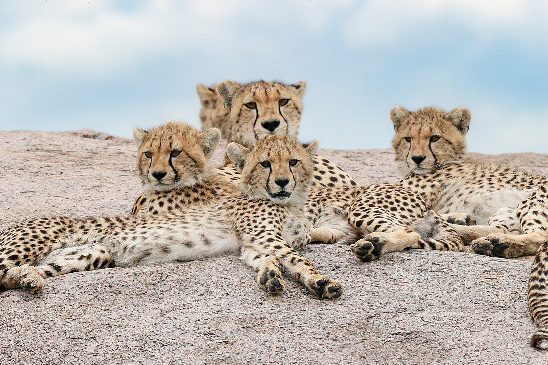 Weiblicher Gepard mit fünf großen Jungen auf Kopje, Serengeti-Nationalpark, Tansania, Afrika