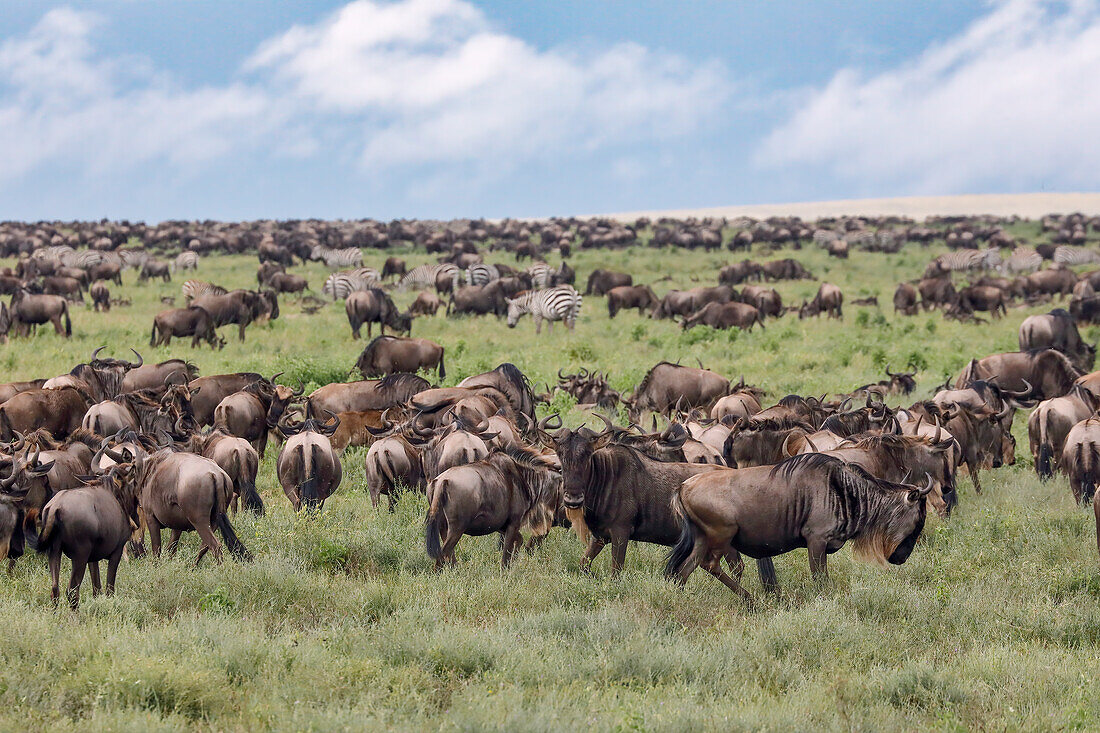 Wildebeest migration, Serengeti National Park, Tanzania, Africa