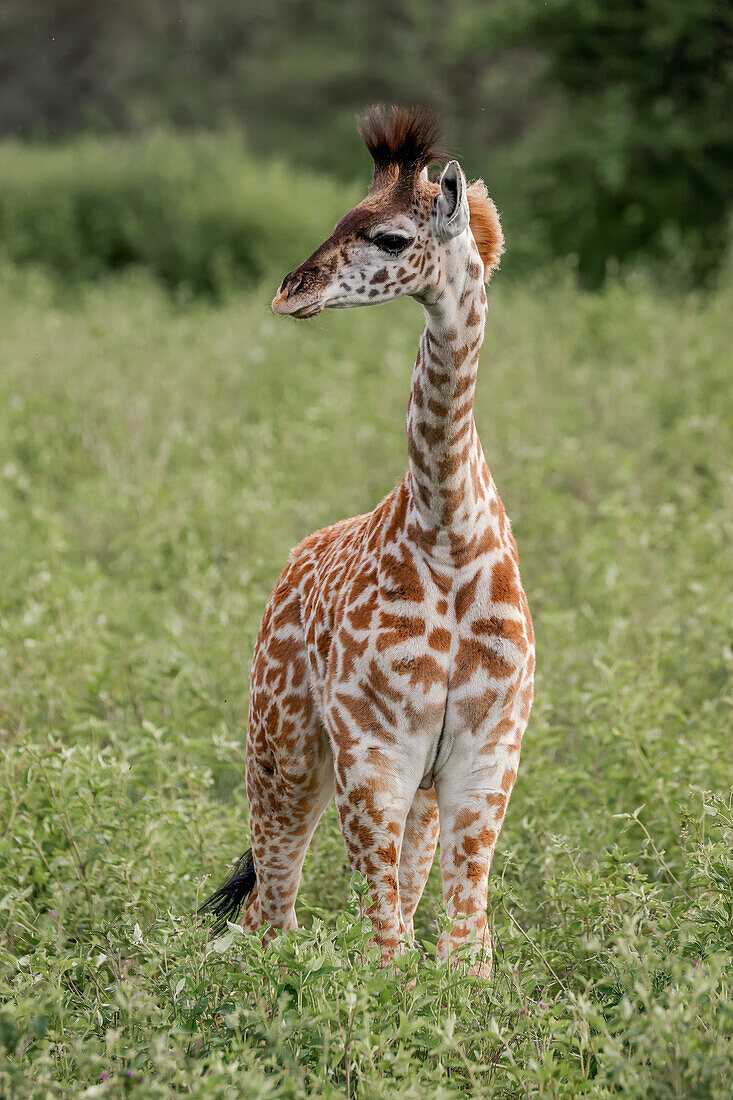 Baby-Masai-Giraffe, Serengeti Nationalpark, Tansania, Afrika