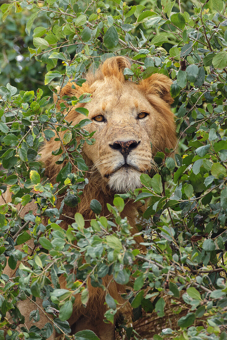 Erwachsener Mann, Löwe, Serengeti Nationalpark, Tansania, Afrika