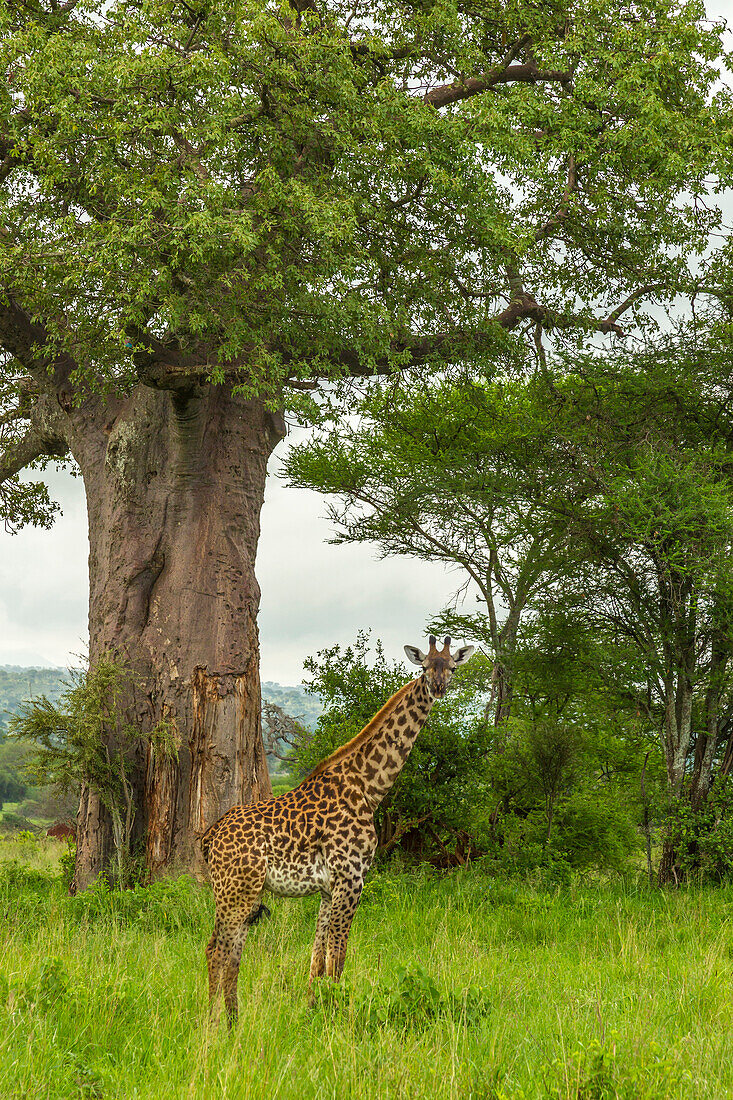 Afrika, Tansania, Tarangire-Nationalpark. Massai-Giraffe und großer Baum