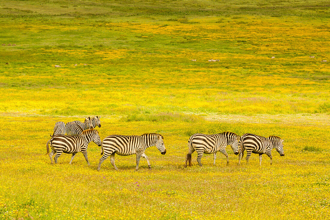 Afrika, Tansania, Ngorongoro-Krater. Zebras auf dem Blumengebiet
