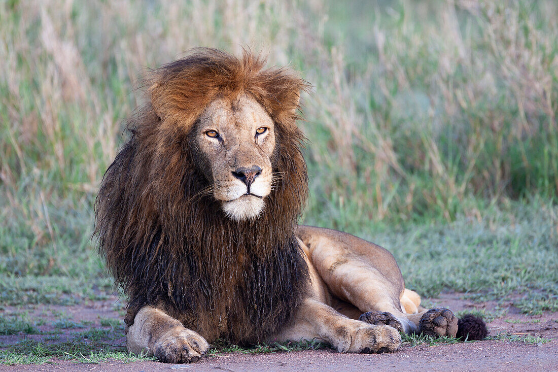 Afrika, Tansania. Porträt eines schwarzmähnigen Löwen.