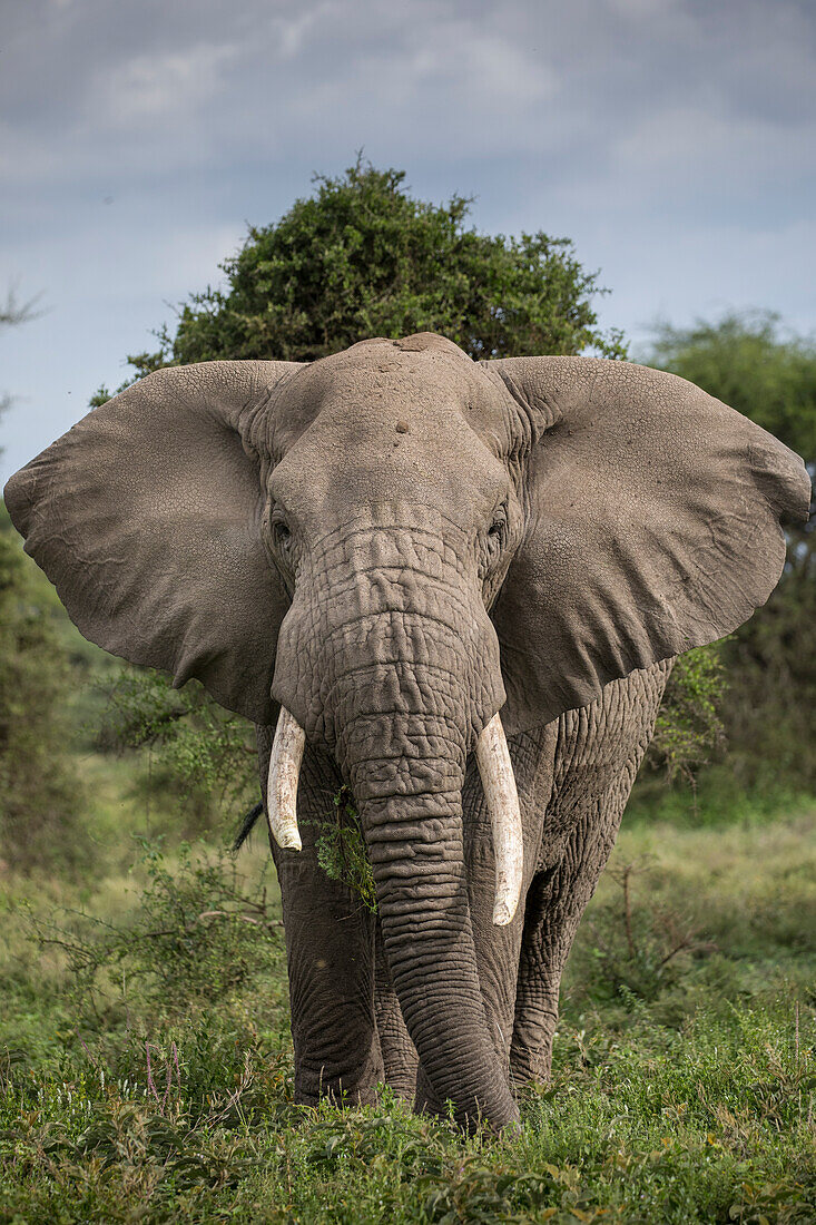 Afrika, Tansania, Ngorongoro Conservation Area, Elefantenbulle (Loxodonta africana) während der Fütterung auf Dornenbüsche auf Ndutu Plains zu Beginn der Regenzeit
