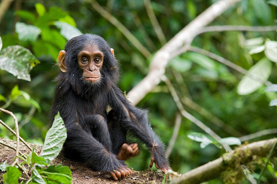 Africa, Uganda, Kibale National Park, Ngogo Chimpanzee Project. An infant chimpanzee pauses briefly during play.