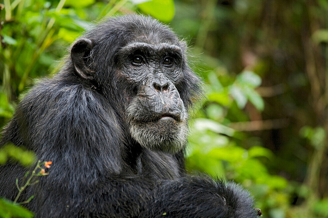 Afrika, Uganda, Kibale-Nationalpark, Ngogo-Schimpansenprojekt. Wilder Schimpanse, 'Hare'