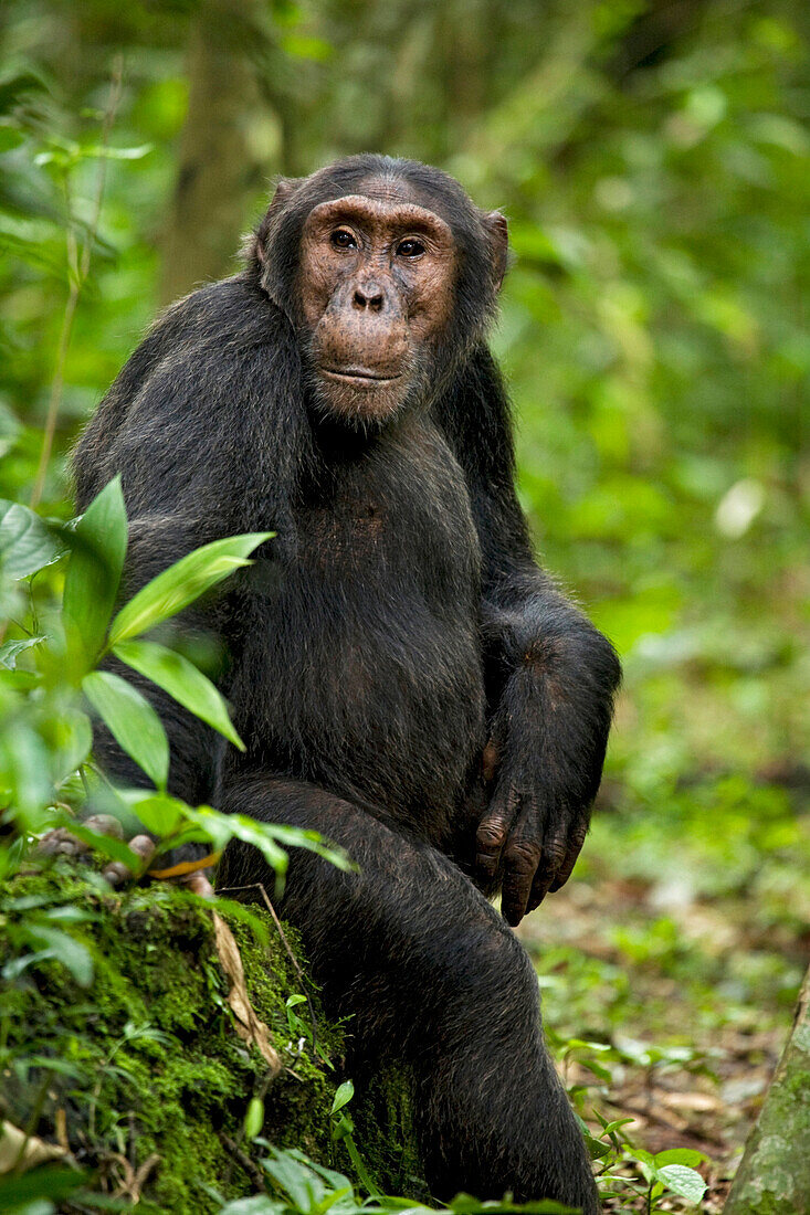 Africa, Uganda, Kibale National Park, Ngogo Chimpanzee Project. A young adult chimpanzee listens and waits for the chimps he has been traveling with to rejoin him.