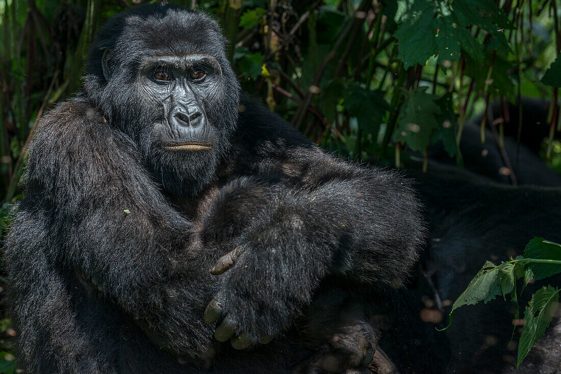 Berggorilla (Gorilla beringei beringei). Bwindi Undurchdringlicher Wald. Uganda