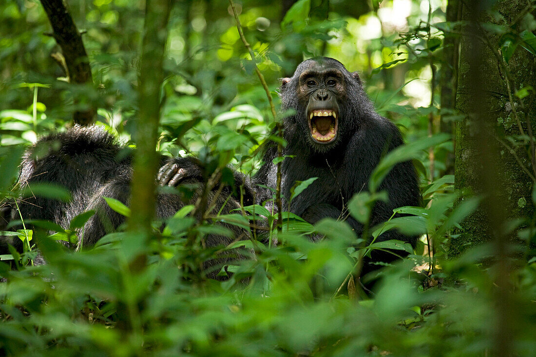 Afrika, Uganda, Kibale-Nationalpark, Ngogo-Schimpansenprojekt. Ein jugendlicher Schimpanse macht eine Pause von der Pflege eines älteren Männchens, um aufzublicken und zu gähnen.