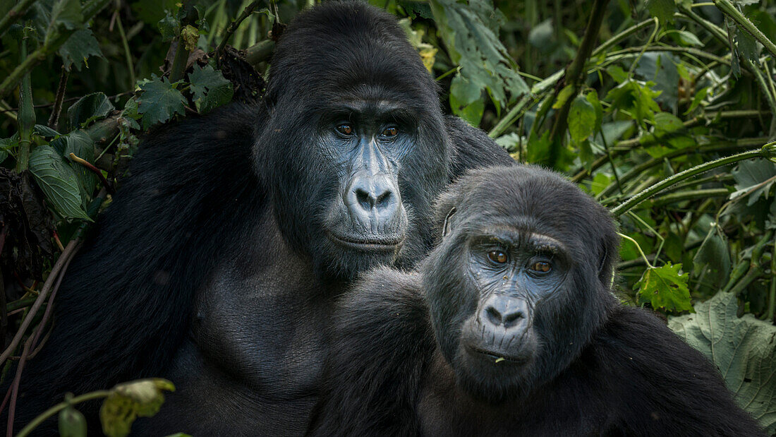 Mountain gorilla (Gorilla beringei beringei). Bwindi Impenetrable Forest. Uganda