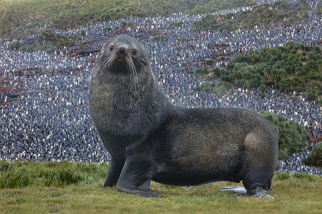 Antarktis, St. George Island. Seebär aus nächster Nähe und Tausende von Königspinguinen im Hintergrund.