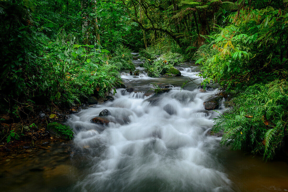 Gebirgsfluss. Waldinnenraum. Bwindi Undurchdringlicher Wald. Uganda