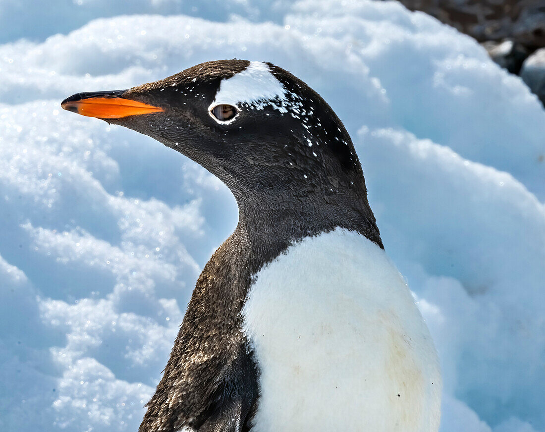 Gentoo penguin Snow Highway Rookery, Damoy Point, Antarctic Peninsula, Antarctica.