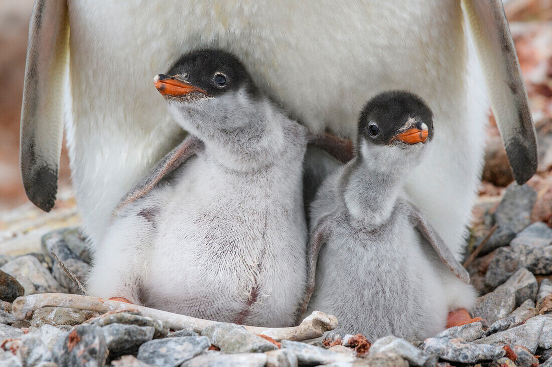 Antarctic Peninsula, Antarctica, Jougla Point. Gentoo penguin chicks, sibling love.