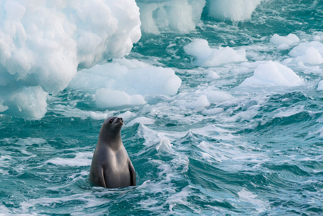 Antarctic Peninsula, Antarctica. Crabeater seal surfacing.