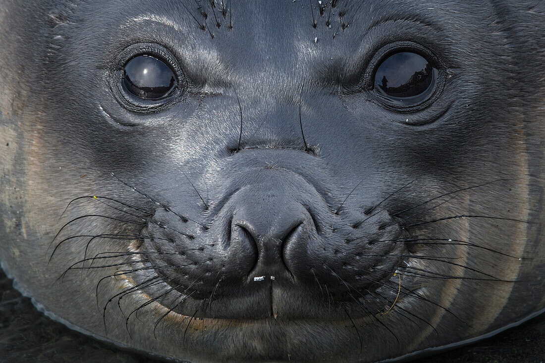 South Georgia Island, Gold Harbour. Elephant seal pup.