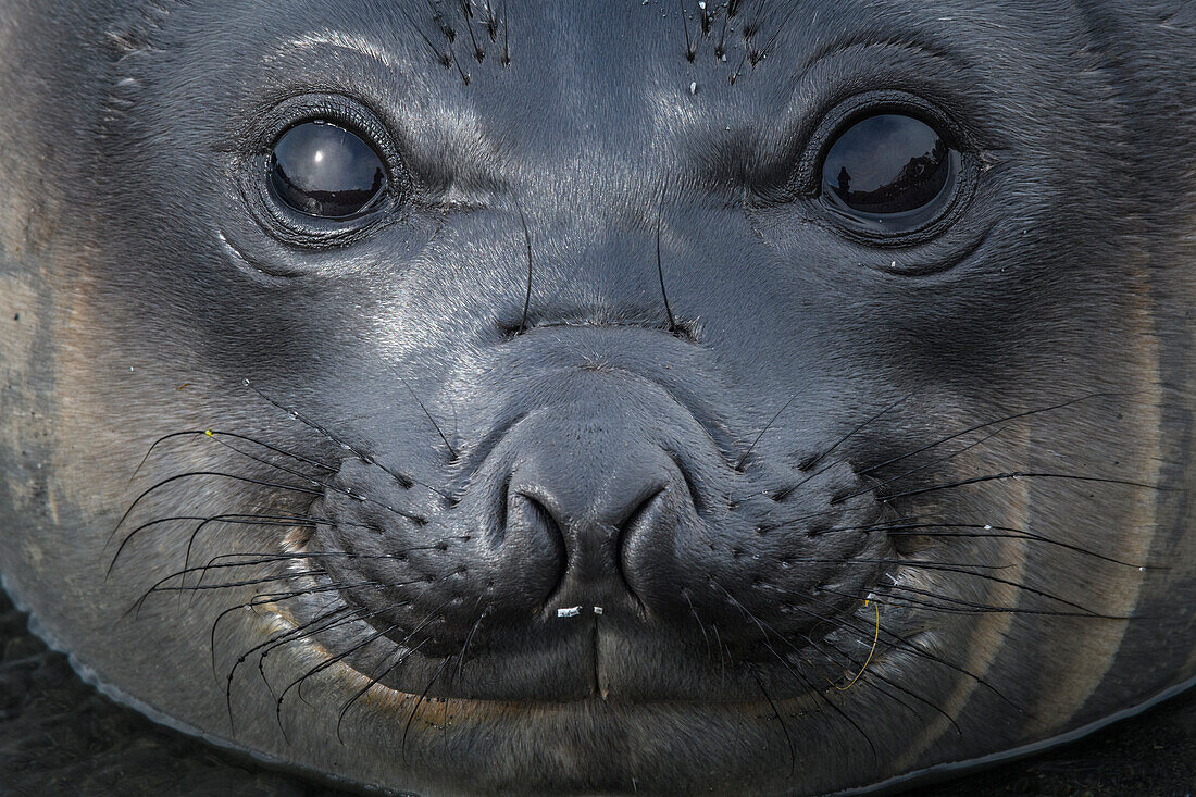 Südgeorgien-Insel, Goldhafen. Junger See-Elefant.