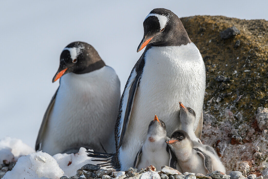 Antarktis, Antarktische Halbinsel, Brown Bluff. Eselspinguin mit drei Küken.