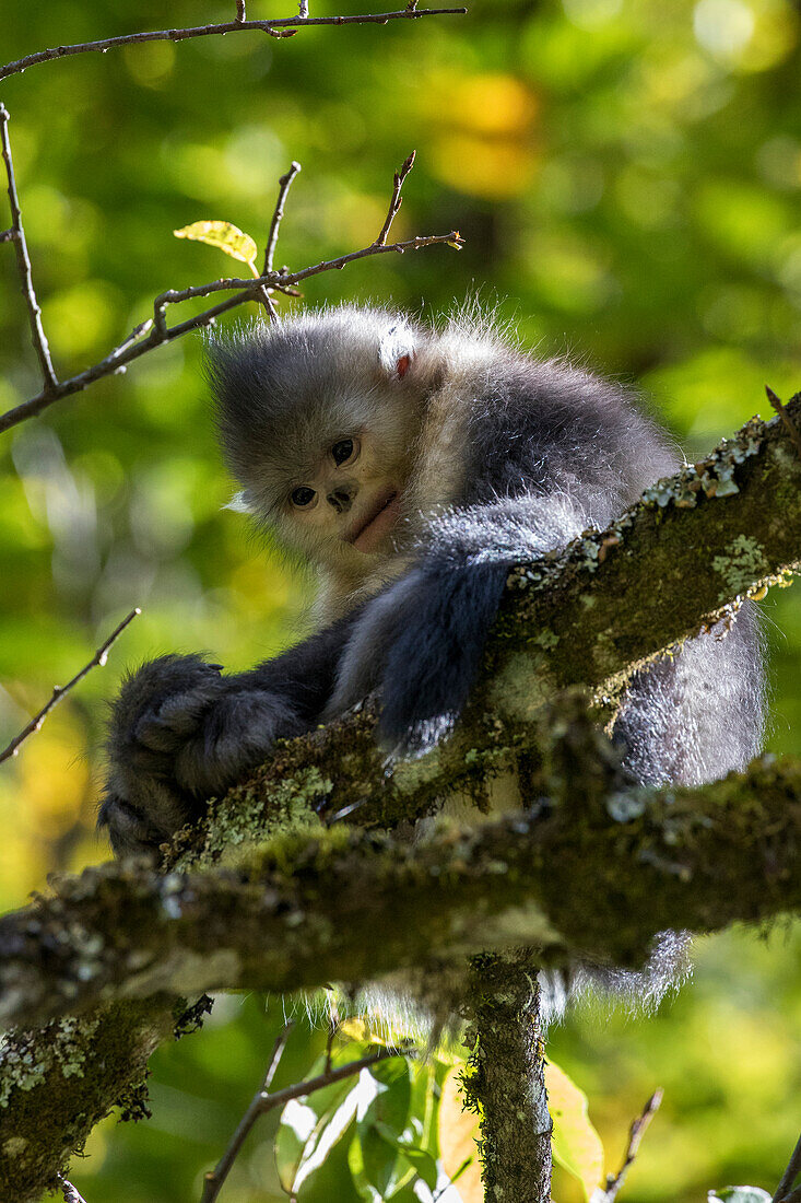 Asia, China, Tacheng, Yunnan Black Snub-Nosed Monkey