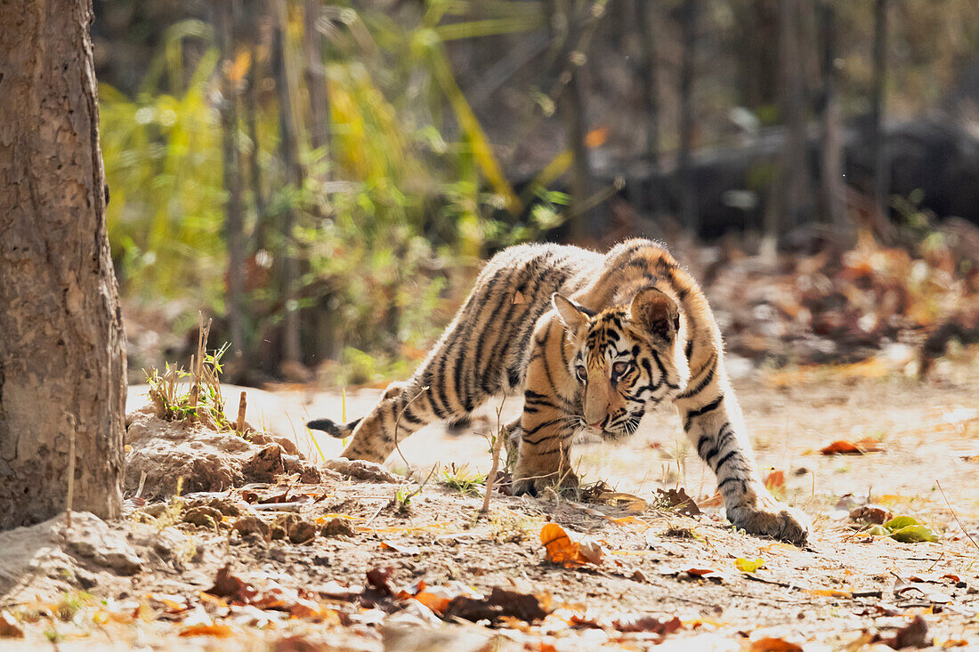 Indien, Madhya Pradesh, Bandhavgarh-Nationalpark. Ein bengalisches Tigerjunges, das intensiv nach etwas sucht, an dem es sich anpirschen kann.