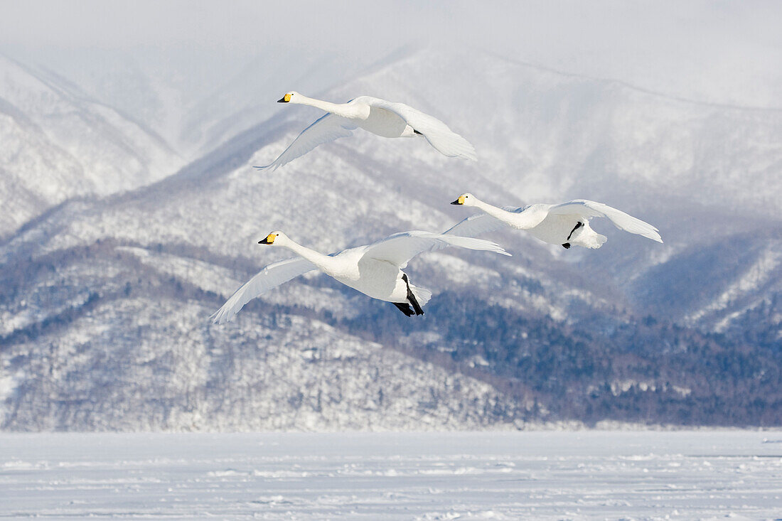 Asien, Japan, Hokkaido, Lake Kussharo, Singschwan, Cygnus cygnus. Drei Singschwäne fliegen für eine Landung mit den Bergen im Hintergrund.