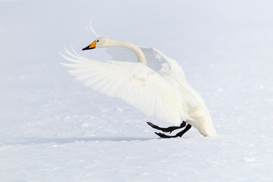 Asia, Japan, Hokkaido, Lake Kussharo, whooper swan, Cygnus cygnus. A whooper swan makes an ungainly landing on the ice.