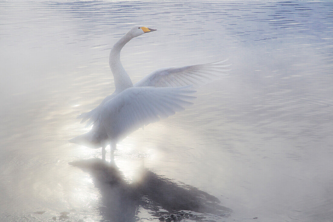 Asien, Japan, Hokkaido, Lake Kussharo, Singschwan, Cygnus cygnus. Ein Singschwan schlägt mit den Flügeln im Nebel der aufgehenden Sonne.