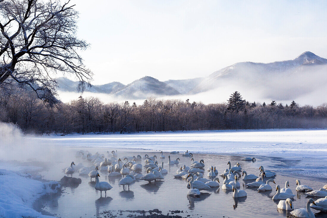 Asien, Japan, Hokkaido, Lake Kussharo, Singschwan, Cygnus cygnus. Eine Gruppe von Singschwänen versammelt sich in der Morgendämmerung im nebligen offenen Thermalwasser.