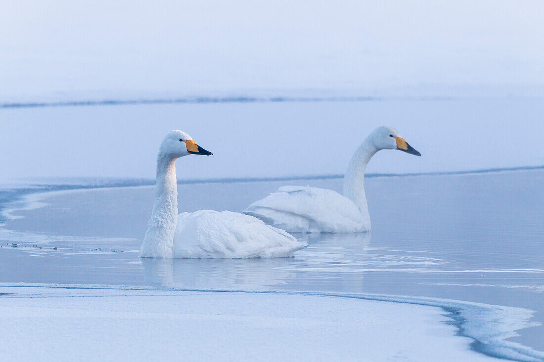 Asien, Japan, Hokkaido, Lake Kussharo, Singschwan, Cygnus cygnus. Ein Singschwanpaar schwimmt während der blauen Stunde im Morgengrauen im nebligen offenen Thermalwasser.