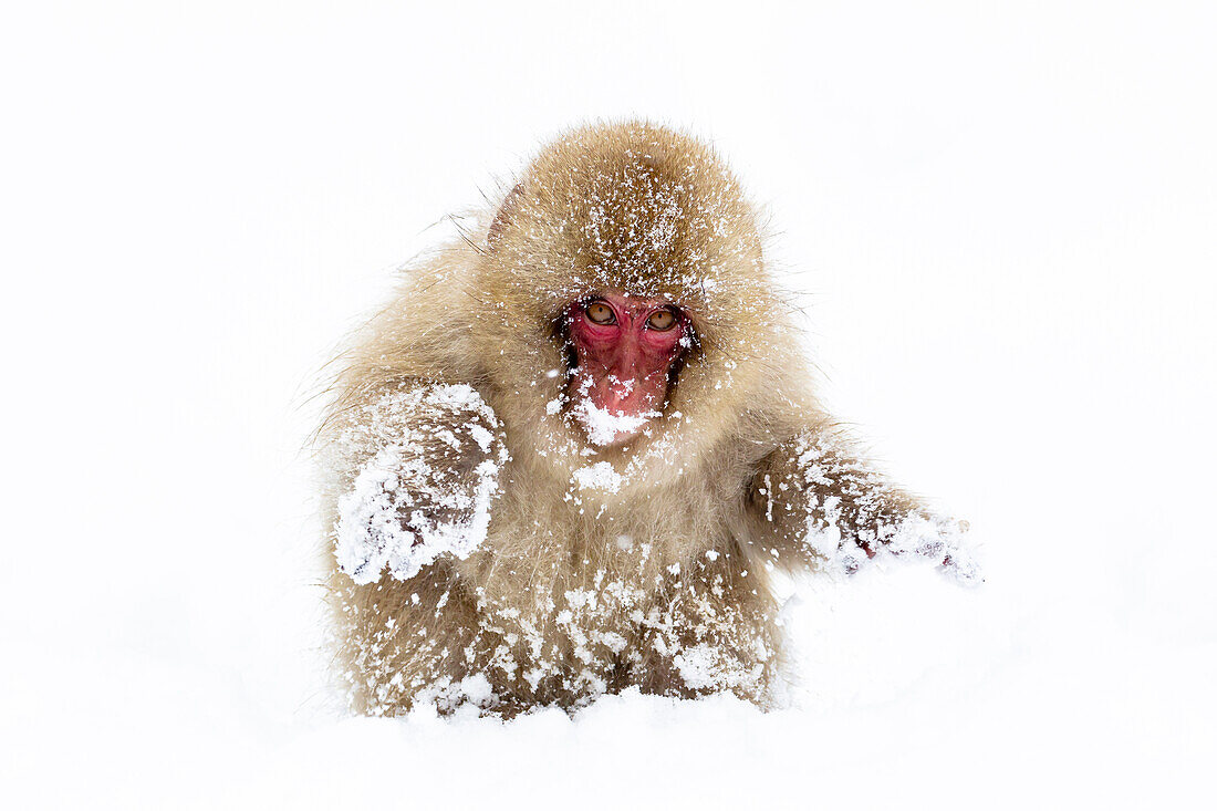 Asia, Japan, Nagano, Jigokudani Yaen Koen, Snow Monkey Park, Japanese macaque, Macaca fuscata. Portrait of a snow covered Japanese macaque.