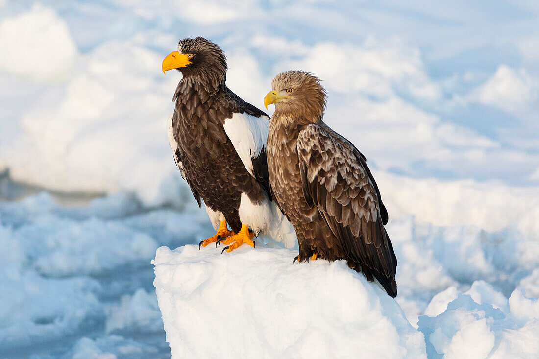 Asia, Japan, Hokkaido, Rausu, Steller's sea eagle, Haliaeetus pelagicus, white-tailed eagle, Haliaeetus albicilla. Portrait of a Steller's sea eagle nest to a white-tailed eagle.